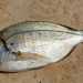 Lo Sciummo (Tanuta o Cantaro - Spondyliosoma cantharus). Foto By Gronk 